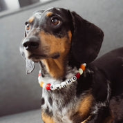 COLLAR YOUR LUCKY ONE  - MASCOTAS XS (Ideal para perros pequeños y medianos)