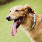 COLLAR YOUR LUCKY ONE  - MASCOTA XL (Ideal para perros grandes)